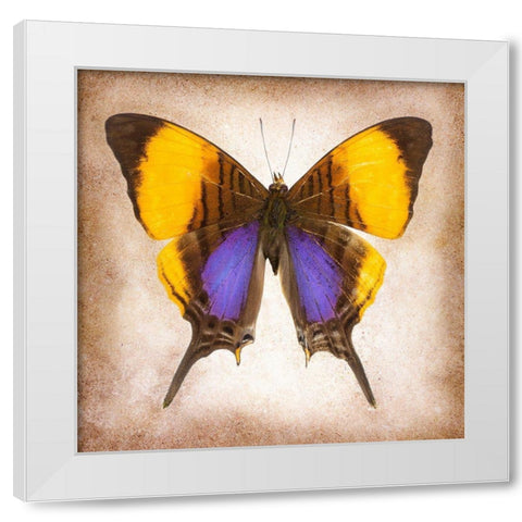 Pansy Daggerwing White Modern Wood Framed Art Print by Reynolds, Richard