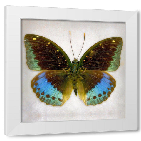 Common Archduke White Modern Wood Framed Art Print by Reynolds, Richard