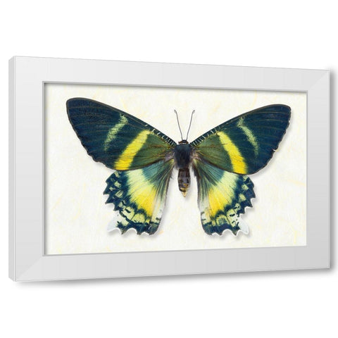 Alcides Orontes White Modern Wood Framed Art Print by Reynolds, Richard