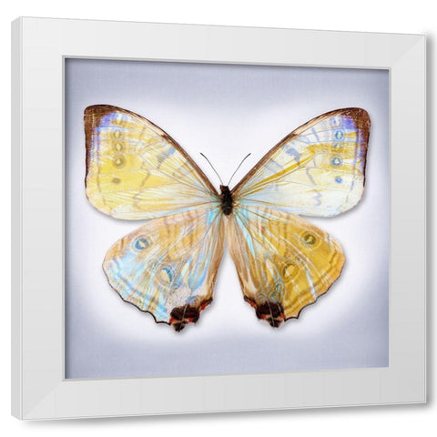 Sulkowski Blue White Modern Wood Framed Art Print by Reynolds, Richard