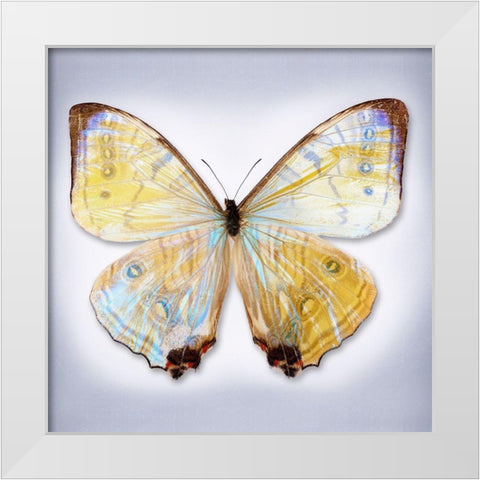 Sulkowski Blue White Modern Wood Framed Art Print by Reynolds, Richard