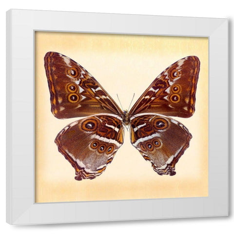 Deidamus Morpho Underside White Modern Wood Framed Art Print by Reynolds, Richard