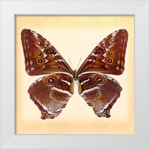 Deidamus Morpho Underside White Modern Wood Framed Art Print by Reynolds, Richard