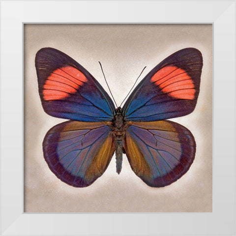 Painted Beauty White Modern Wood Framed Art Print by Reynolds, Richard