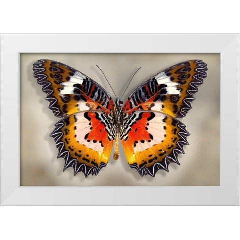 Malay Lacewing White Modern Wood Framed Art Print by Reynolds, Richard