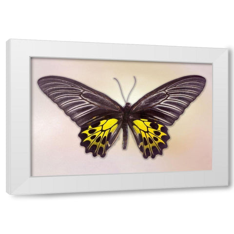 Golden Birdwing White Modern Wood Framed Art Print by Reynolds, Richard