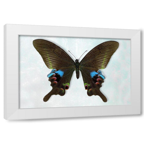 Blue Peacock White Modern Wood Framed Art Print by Reynolds, Richard