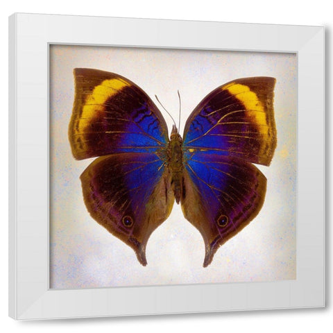 Indian-Leaf Butterfly White Modern Wood Framed Art Print by Reynolds, Richard