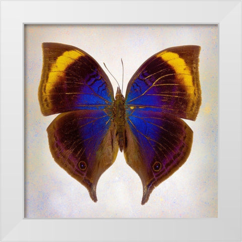 Indian-Leaf Butterfly White Modern Wood Framed Art Print by Reynolds, Richard