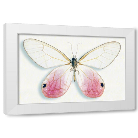 Pink Glasswing White Modern Wood Framed Art Print by Reynolds, Richard