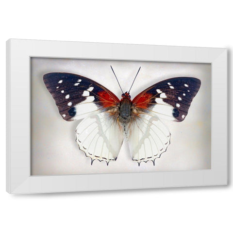 Hadrians White Charaxes White Modern Wood Framed Art Print by Reynolds, Richard