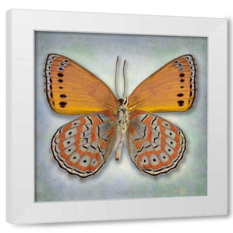 Harlequin Butterfly White Modern Wood Framed Art Print by Reynolds, Richard