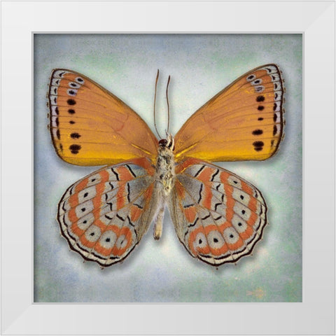 Harlequin Butterfly White Modern Wood Framed Art Print by Reynolds, Richard