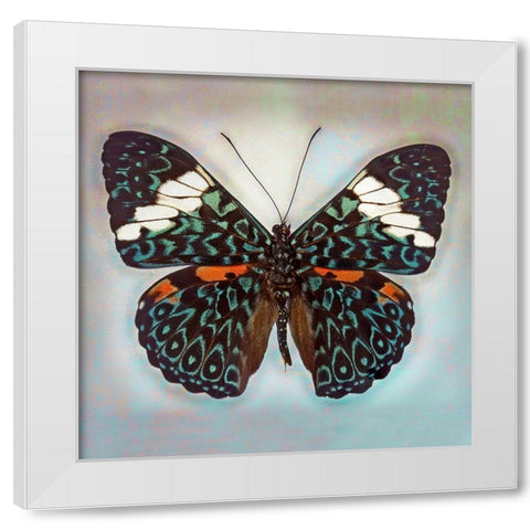 Cracker Butterfly White Modern Wood Framed Art Print by Reynolds, Richard