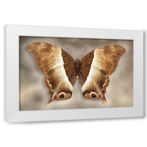 Usshers Palla White Modern Wood Framed Art Print by Reynolds, Richard
