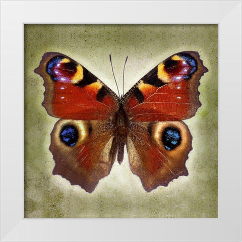 Peacock Butterfly White Modern Wood Framed Art Print by Reynolds, Richard