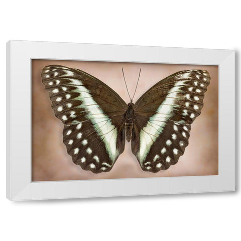 Cymothoe Oemilius White Modern Wood Framed Art Print by Reynolds, Richard