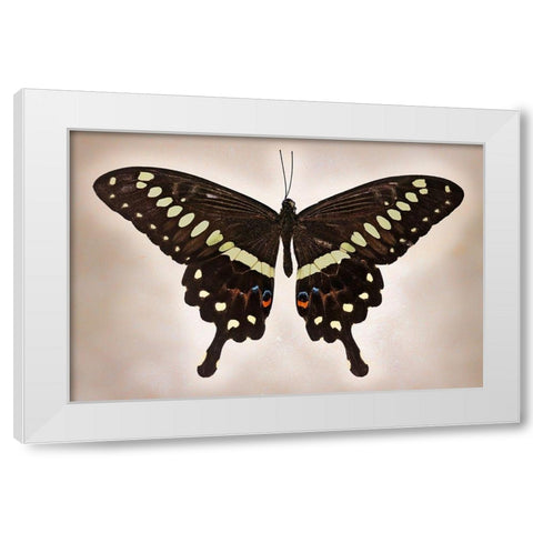 Papilio Lormieri White Modern Wood Framed Art Print by Reynolds, Richard