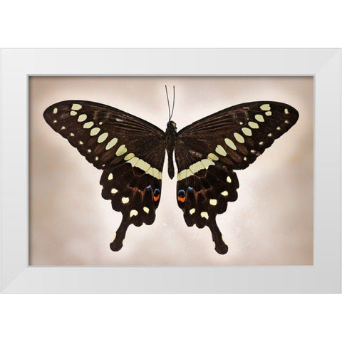 Papilio Lormieri White Modern Wood Framed Art Print by Reynolds, Richard