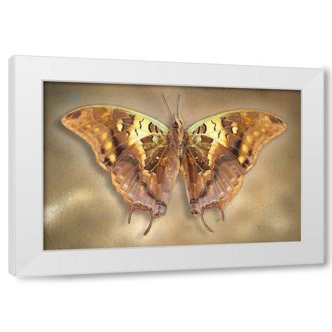 Madagascar Green Veined Charaxes White Modern Wood Framed Art Print by Reynolds, Richard