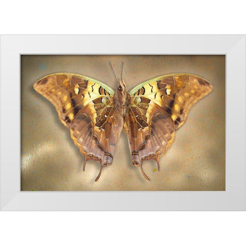 Madagascar Green Veined Charaxes White Modern Wood Framed Art Print by Reynolds, Richard