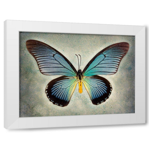 Great Blue Swallowtail White Modern Wood Framed Art Print by Reynolds, Richard