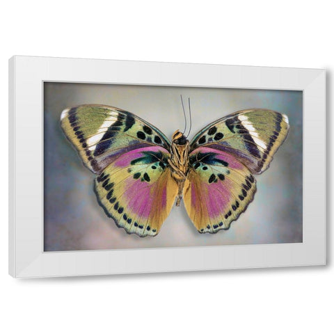 Common Pink Forester (Underside) White Modern Wood Framed Art Print by Reynolds, Richard