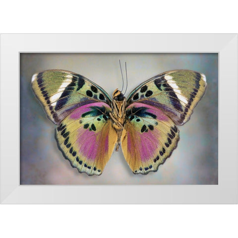 Common Pink Forester (Underside) White Modern Wood Framed Art Print by Reynolds, Richard