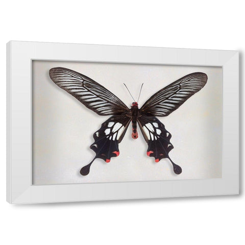 Common Clubtail White Modern Wood Framed Art Print by Reynolds, Richard