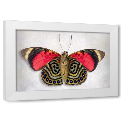 Claudina Agrias - Underside White Modern Wood Framed Art Print by Reynolds, Richard