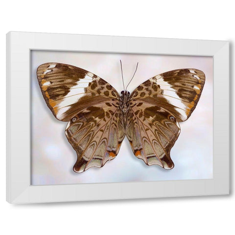 Prothoe Semperi Semperi White Modern Wood Framed Art Print by Reynolds, Richard