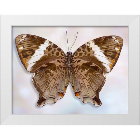 Prothoe Semperi Semperi White Modern Wood Framed Art Print by Reynolds, Richard