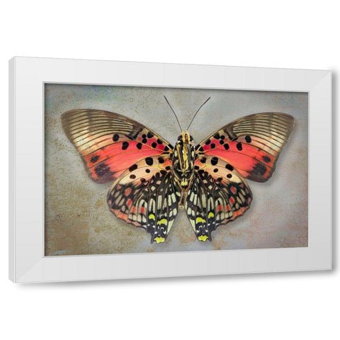 Shining Red Charaxes White Modern Wood Framed Art Print by Reynolds, Richard