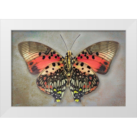 Shining Red Charaxes White Modern Wood Framed Art Print by Reynolds, Richard