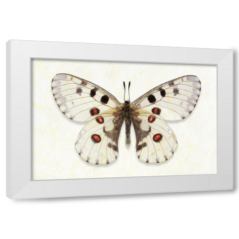 Nomion Apollo White Modern Wood Framed Art Print by Reynolds, Richard