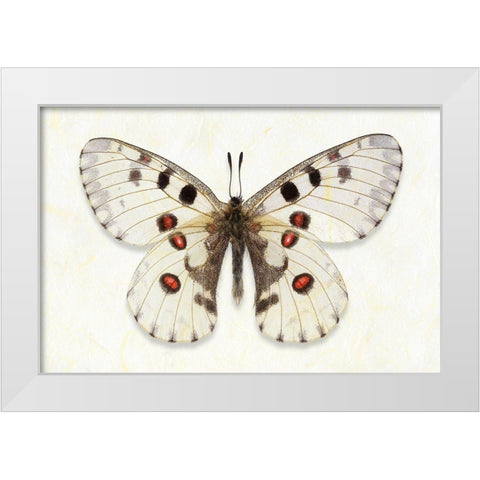 Nomion Apollo White Modern Wood Framed Art Print by Reynolds, Richard
