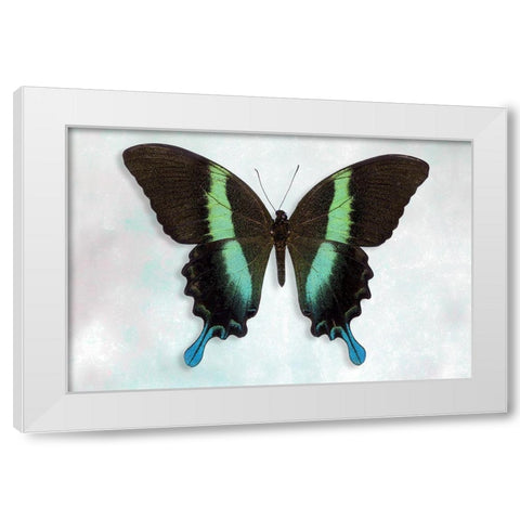 Green Swallowtail White Modern Wood Framed Art Print by Reynolds, Richard