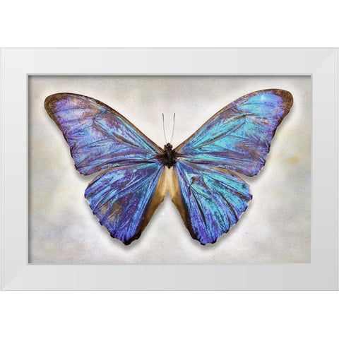 Aurora Morpho White Modern Wood Framed Art Print by Reynolds, Richard