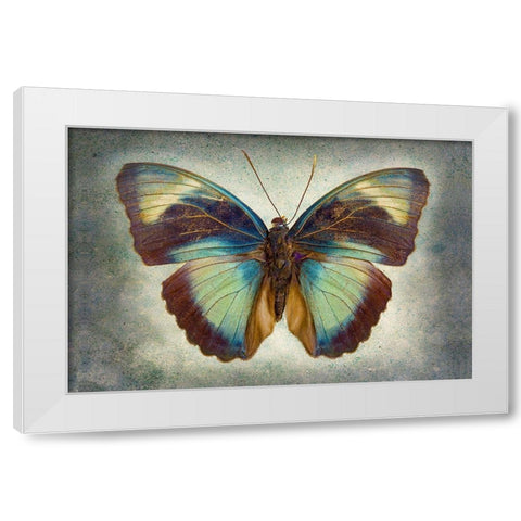 Brown Patch Ceres Forester White Modern Wood Framed Art Print by Reynolds, Richard