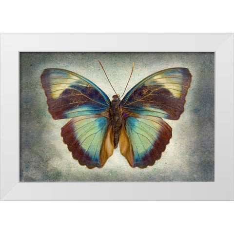 Brown Patch Ceres Forester White Modern Wood Framed Art Print by Reynolds, Richard
