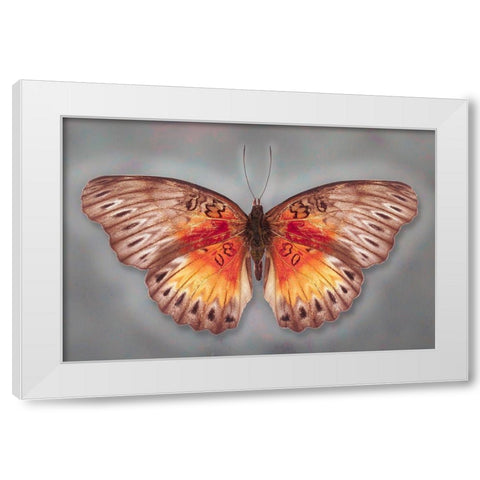 Common Red Glider White Modern Wood Framed Art Print by Reynolds, Richard