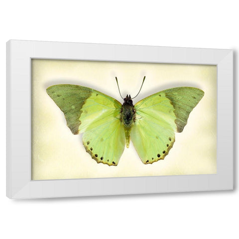 Common Green Charaxes White Modern Wood Framed Art Print by Reynolds, Richard