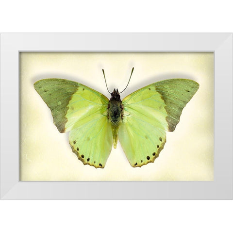 Common Green Charaxes White Modern Wood Framed Art Print by Reynolds, Richard