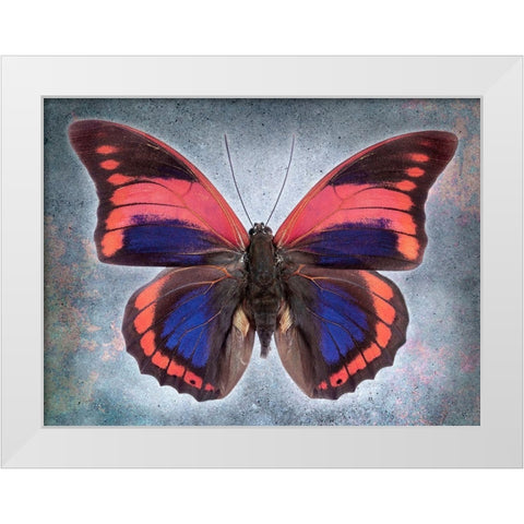 Prepona Praeneste Confusa White Modern Wood Framed Art Print by Reynolds, Richard
