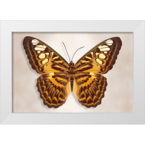 Clipper Butterfly White Modern Wood Framed Art Print by Reynolds, Richard