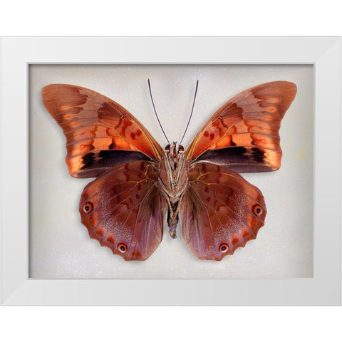 Prepona Praeneste Confusa - Underside White Modern Wood Framed Art Print by Reynolds, Richard