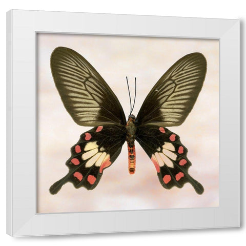 Rose Common White Modern Wood Framed Art Print by Reynolds, Richard