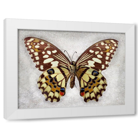Checkered Swallowtail White Modern Wood Framed Art Print by Reynolds, Richard