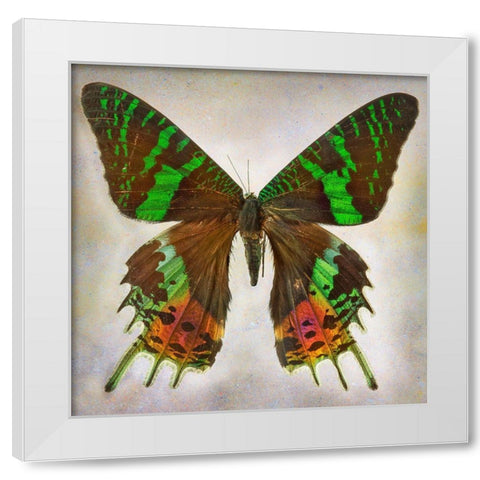 Urania Riphens White Modern Wood Framed Art Print by Reynolds, Richard