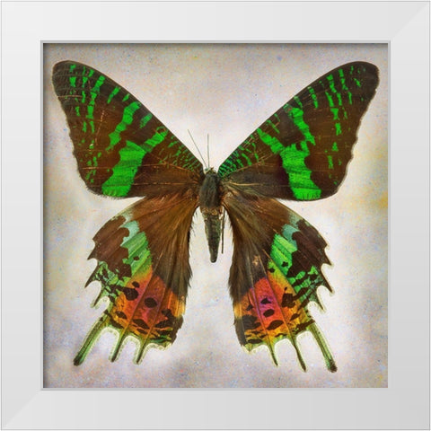 Urania Riphens White Modern Wood Framed Art Print by Reynolds, Richard